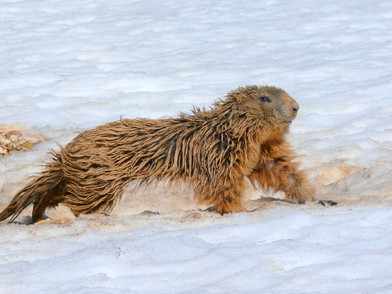 Boccoli d''oro -  Marmotte del Monte Baldo